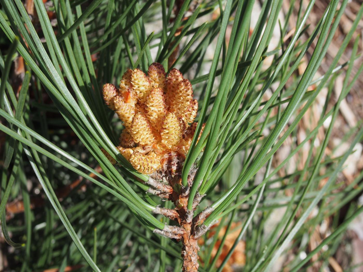 Pine, Maritime flower